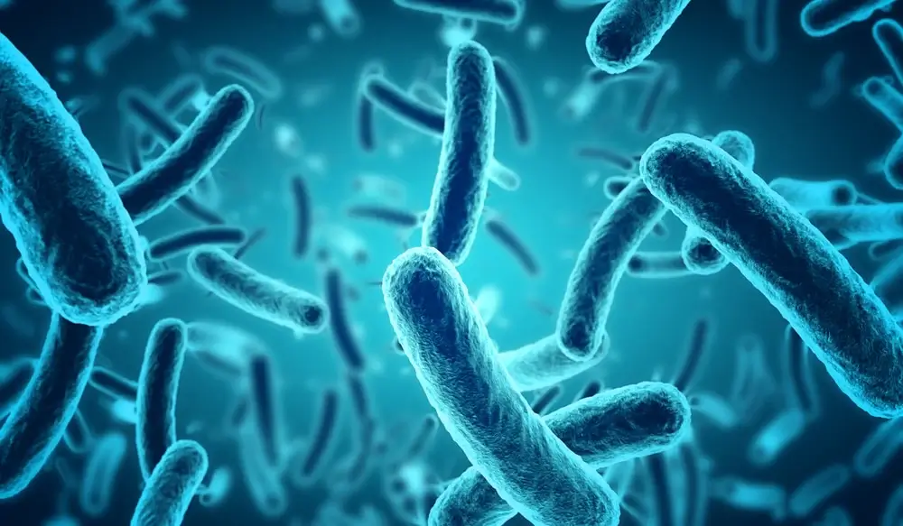 Bifidobacterium longum