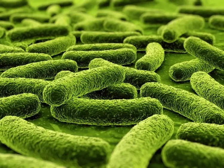 Lactobacillus fermentum