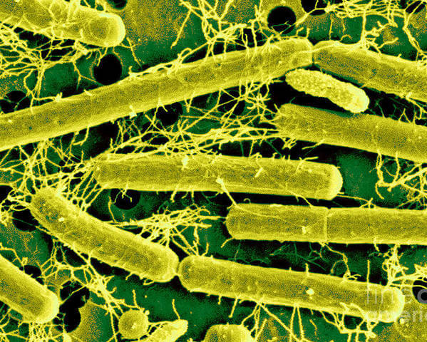 Lactobacillus acidophilus