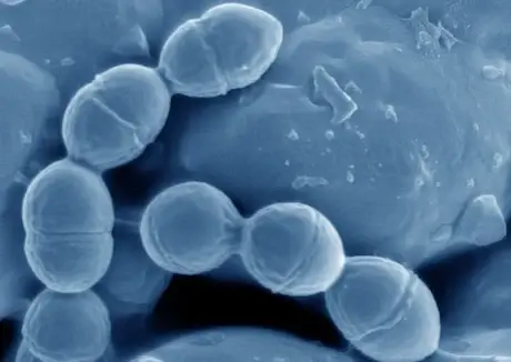 Lactobacillus lactis