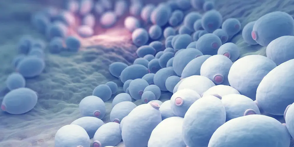Saccharomyces boulardii