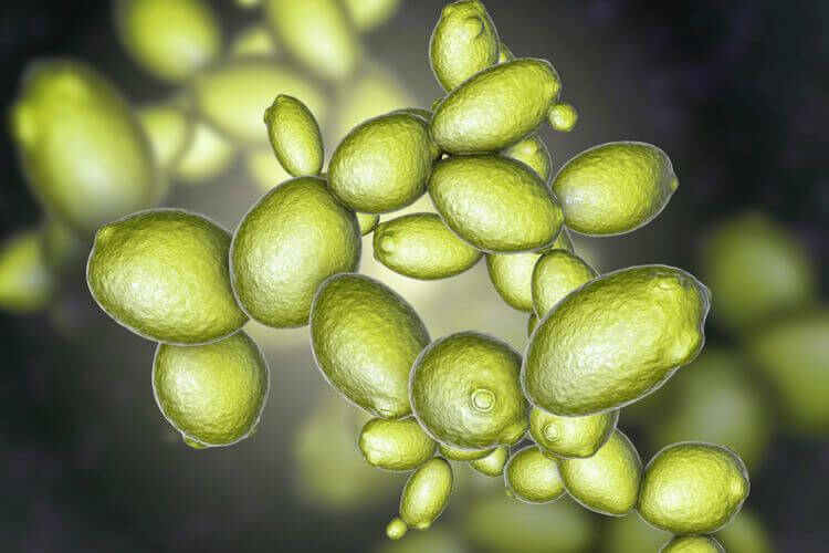 Saccharomyces cervisiae