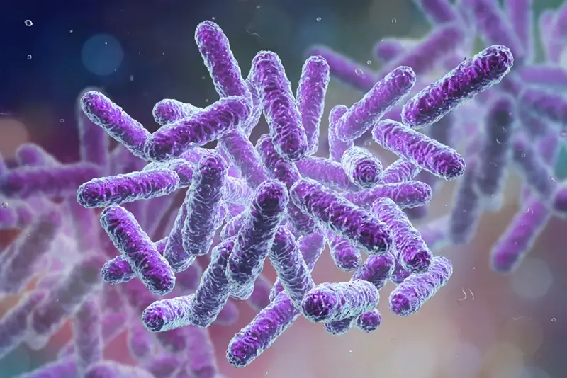 Bacillus subtilis