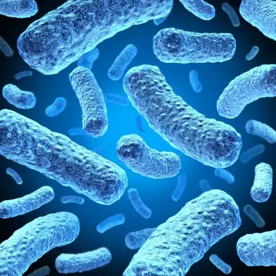 Bifidobacterium breve