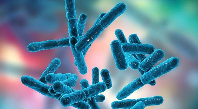 Bifidobacterium bifidum