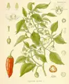 Paprika setá
